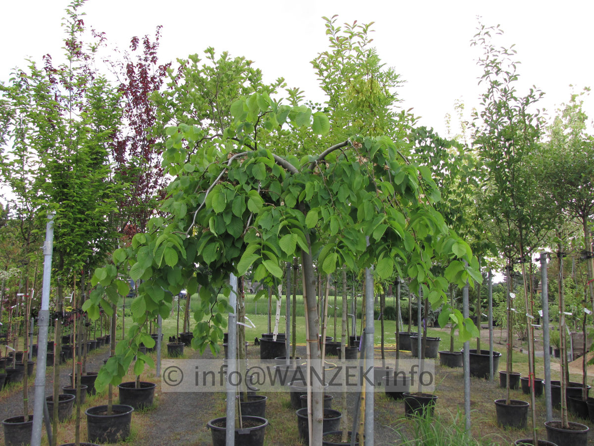 Ulmus glabra Horizontalis - junge Krone.JPG